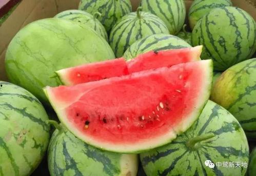 快来我家吃瓜视频,快来我家，共享美味时光