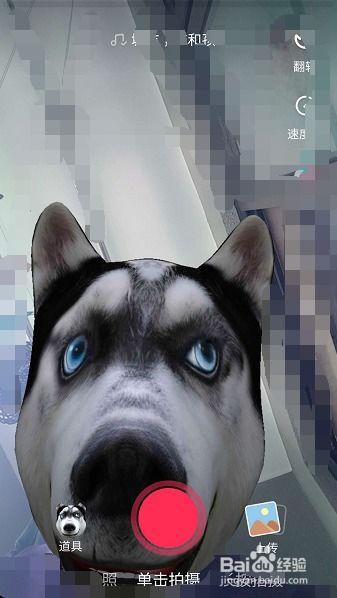 抖音狗头吃瓜合集视频,狗头吃瓜合集，萌宠搞笑瞬间大盘点