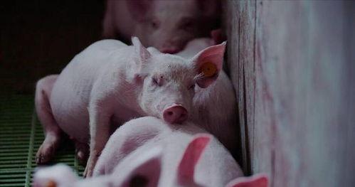 懒猪吃瓜的视频,揭秘网络红人的趣味日常