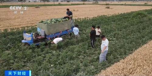 吕梁上安村吃瓜事件视频,一场引发热议的乡村冲突瞬间