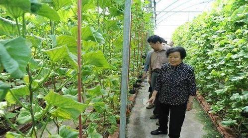 真逆天天天吃瓜视频下载,揭秘热门视频背后的下载攻略