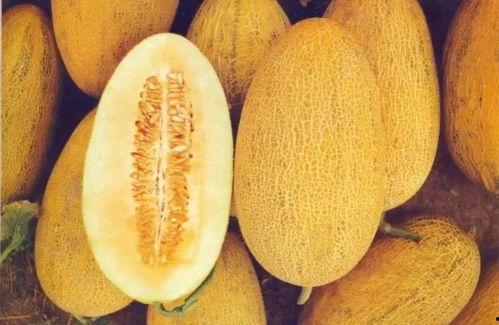 新疆孩子吃哈密瓜视频素材,哈密瓜视频展现瓜乡风情