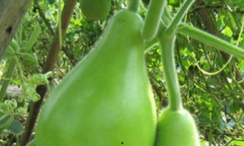 四川瓠瓜怎么吃最好吃视频,视频教你最佳食用秘诀