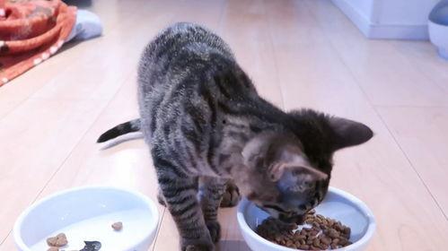小猫可以吃瓜饼吗视频,萌宠美食大揭秘