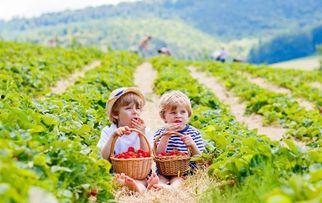 向前农场吃瓜视频,一场别开生面的吃瓜盛宴