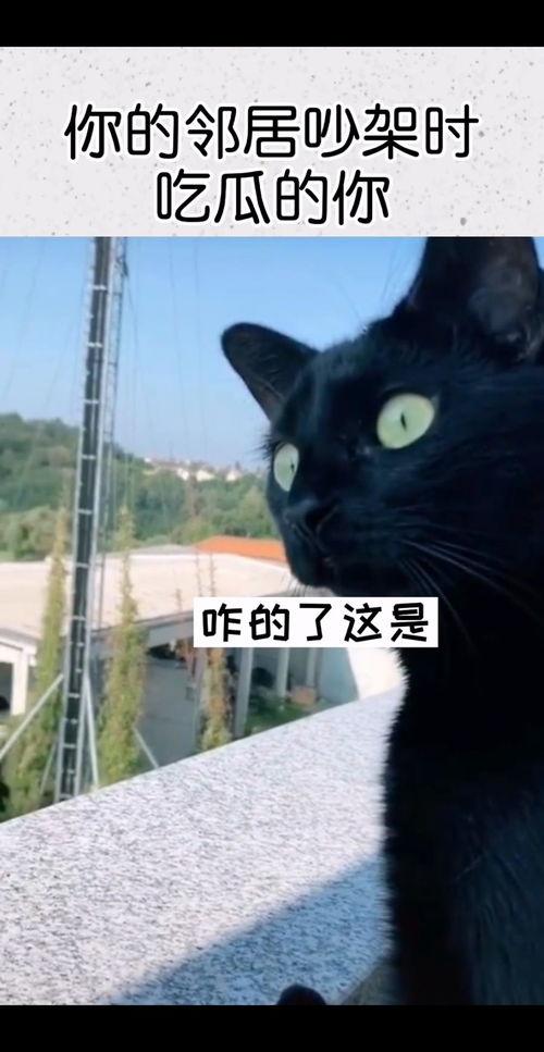 搞笑视频农村邻居吵架的吃瓜人,吃瓜群众的欢乐喜剧时刻