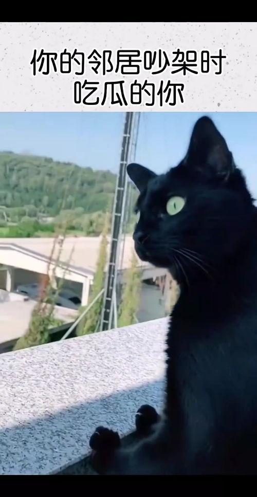 搞笑视频农村邻居吵架的吃瓜人,吃瓜群众的欢乐喜剧时刻