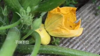 吃瓜长大的视频,揭秘网络视频背后的趣味与真相