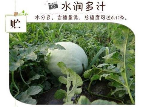 万荣吃瓜视频大全