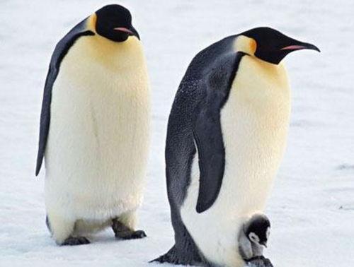 两只企鹅吃瓜视频,萌态百出，欢乐无限