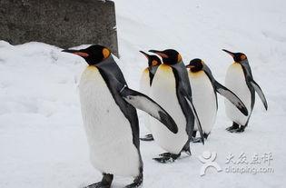 两只企鹅吃瓜视频,萌态百出，欢乐无限