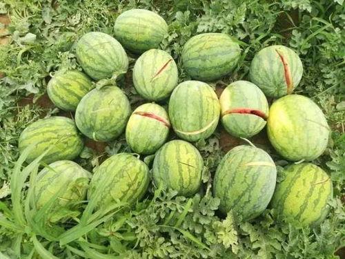 吃烂瓜有什么后果吗视频,警惕生活中的隐形危害