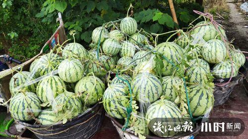 陇南吃瓜网红是谁啊视频