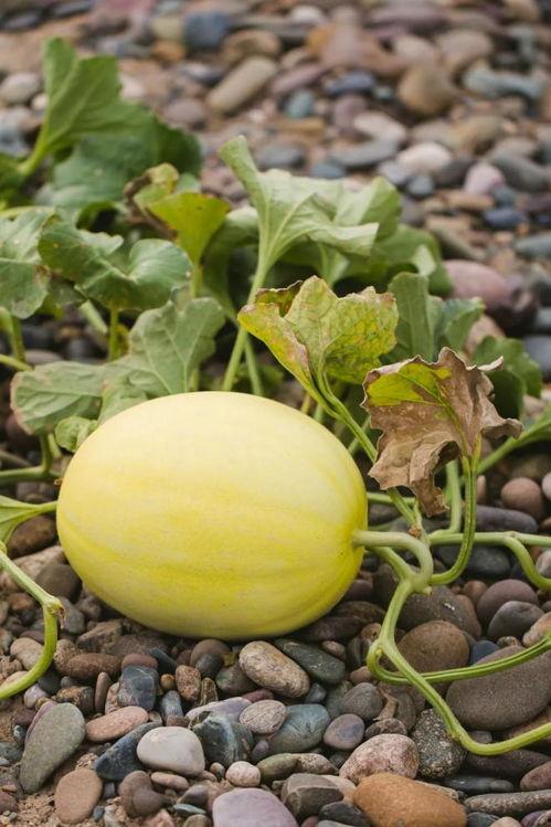 陇南吃瓜网红是谁啊视频