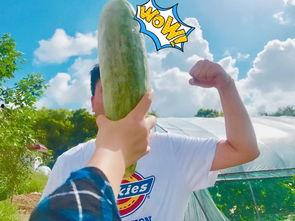 吃瓜赠瓜搞笑视频合集