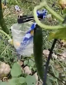 莱芜网红吃瓜事件视频,一场网络狂欢背后的真相揭秘