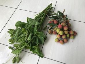 东北人吃瓜苗瓜花视频,瓜苗瓜花美食大赏