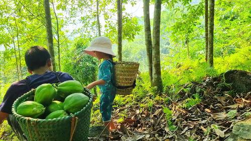 卖鱼吃瓜的视频,一场别开生面的卖鱼吃瓜直播盛宴