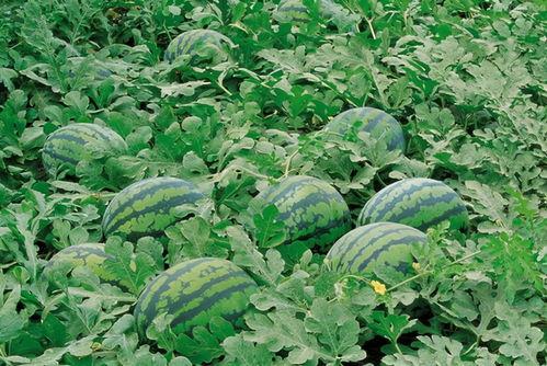 捧瓜的叶子可以吃吗视频,视频揭示真相