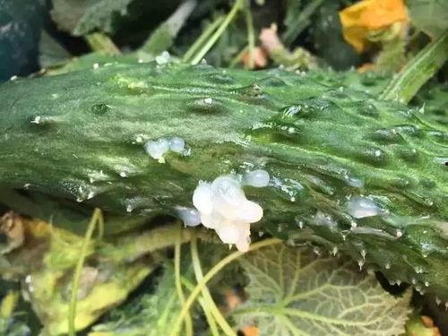 捧瓜的叶子可以吃吗视频,视频揭示真相