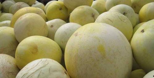 柯基吃白兰瓜好吗视频教程,趣味视频教程带你了解狗狗美食新选择