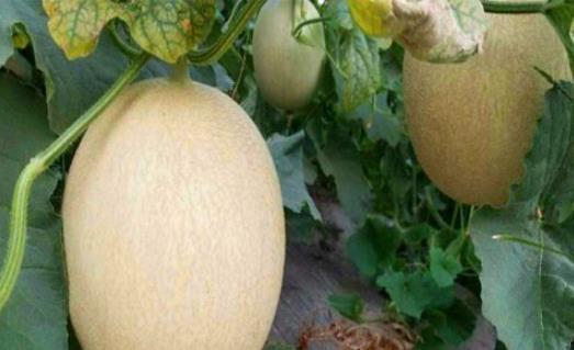 柯基吃白兰瓜好吗视频教程,趣味视频教程带你了解狗狗美食新选择