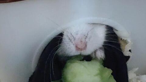 小仓鼠吃瓜视频大全,小仓鼠欢乐吃瓜瞬间大盘点