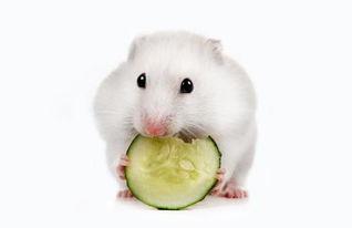 小仓鼠吃瓜视频大全,小仓鼠欢乐吃瓜瞬间大盘点