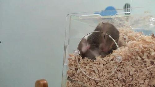 小仓鼠吃瓜视频大全,小仓鼠欢乐吃瓜瞬间大盘点