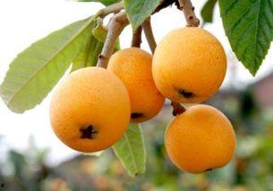 枇杷视频吃瓜,一场别开生面的吃瓜盛宴