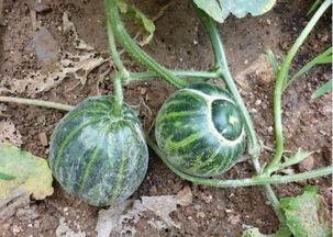 北方秋瓜能烤着吃吗视频,揭秘北方秋瓜烤制秘籍