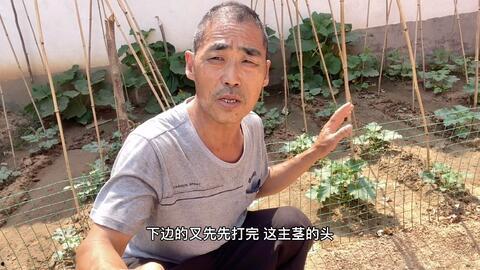 甘肃网红老头吃瓜视频