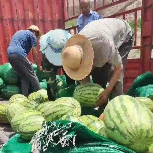 甘肃网红老头吃瓜视频