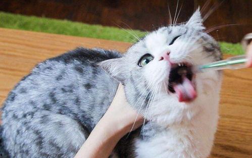 双十一养猫吃瓜视频,萌宠趣味横生！