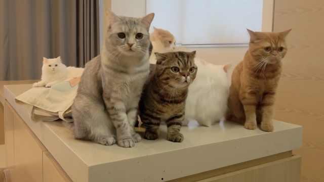 双十一养猫吃瓜视频,萌宠趣味横生！