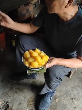 金鸽吃瓜事件视频播放,网络热传视频背后的惊人真相