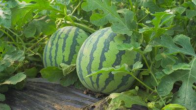 南大共青学姐吃瓜视频,揭秘校园生活幕后趣闻