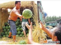 林下种植面瓜可以吃吗视频,绿色健康的新食尚探索