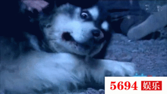 智障朋友吃瓜视频,欢乐搞笑，带你领略不一样的喜剧世界