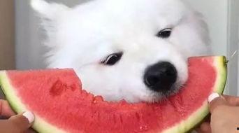 萨摩耶吃瓜的视频