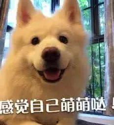 萨摩耶吃瓜的视频