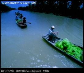 芦苇吃瓜视频素材下载,揭秘视频素材背后的趣味与魅力