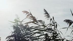 芦苇吃瓜视频素材下载,揭秘视频素材背后的趣味与魅力