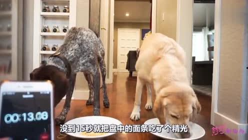 小狗可以吃三月瓜吗视频,营养与安全的双重考量