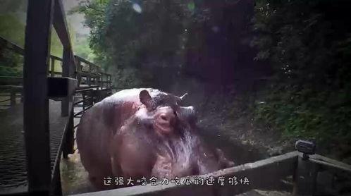 小狗可以吃三月瓜吗视频,营养与安全的双重考量