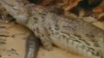 最近比较火的吃瓜视频,一场全民参与的娱乐盛宴