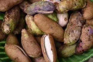 八月瓜要吐籽籽吃吗视频,美味果实如何食用