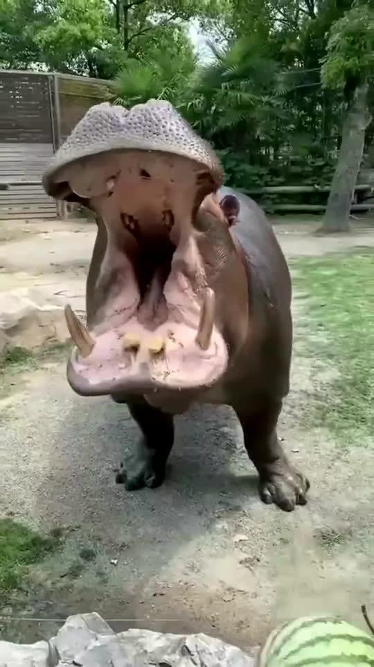 河马吃大王瓜视频大全下载