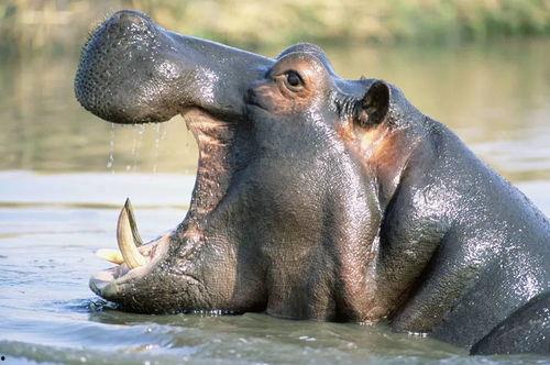 河马吃大王瓜视频大全下载