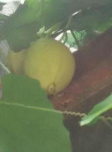 树上吃佛手瓜小伙视频在线观看,小伙树上吃佛手瓜视频走红网络